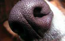dogs noses 1229x960 wallpaper 